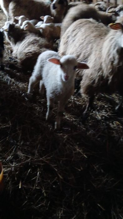 Vand 160 de oi turcane