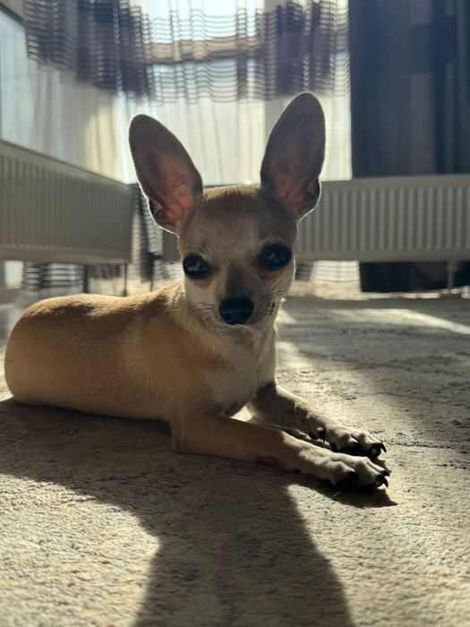 Принц ищет себе невесту)