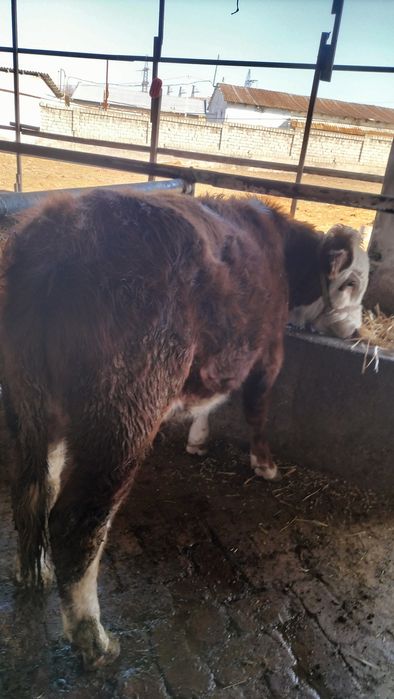 Продам породистых бычков