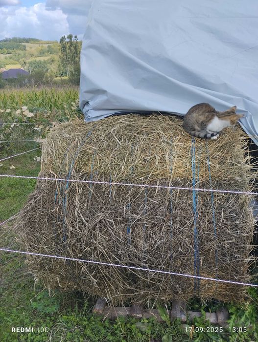 Baloți rotunzi de lucernă treierați