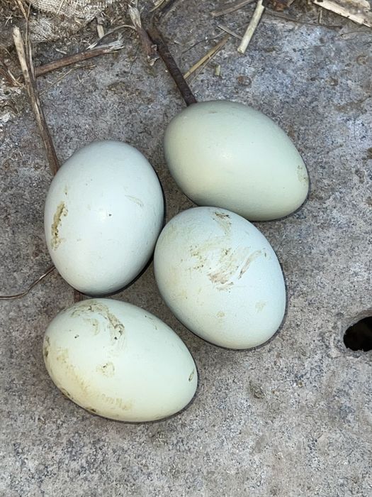 Семейка породы амераукана