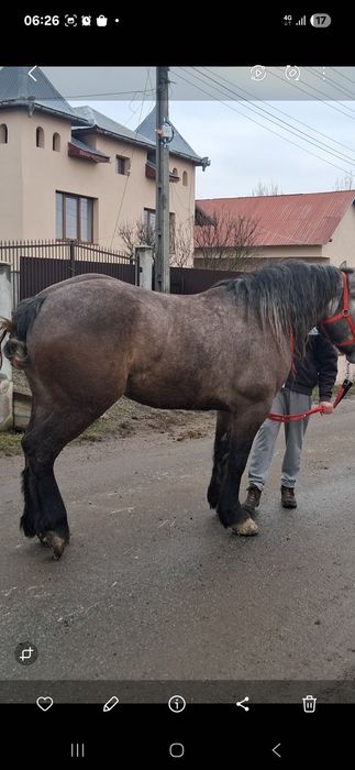 Vând cal de cinci anii