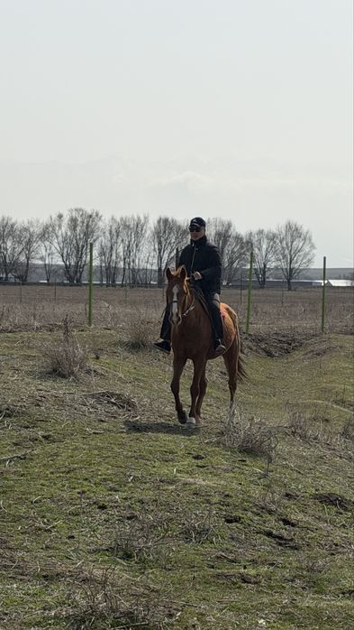Пішпе ат сатылады
