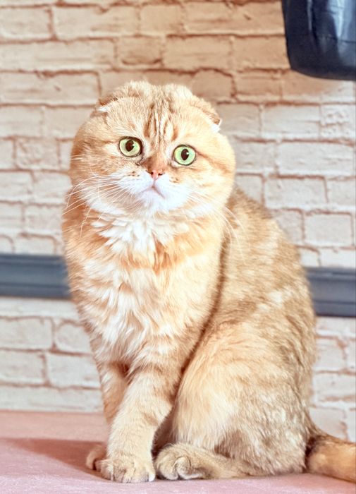 Лиловая шиншилла. Девочка