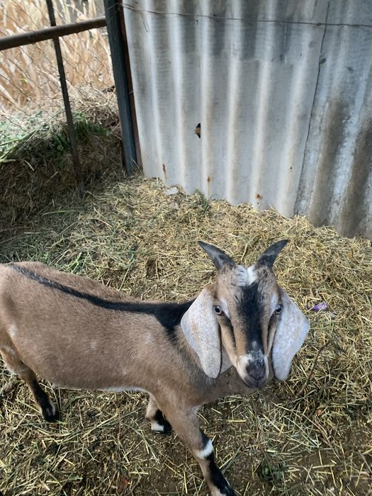 Англонубийский козел для племя