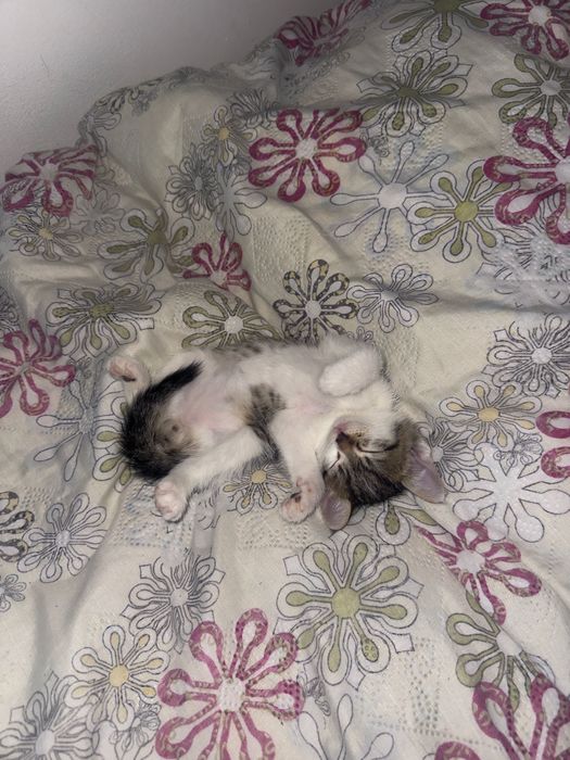 Котенок | Бесплатно