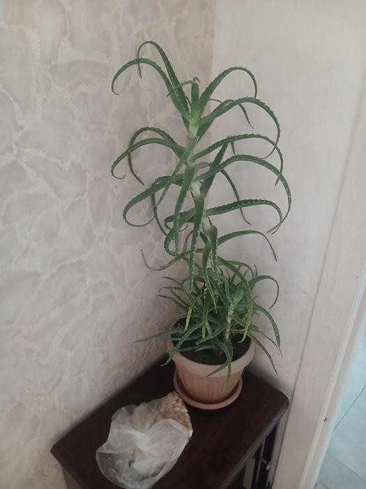 Продам алое цветок