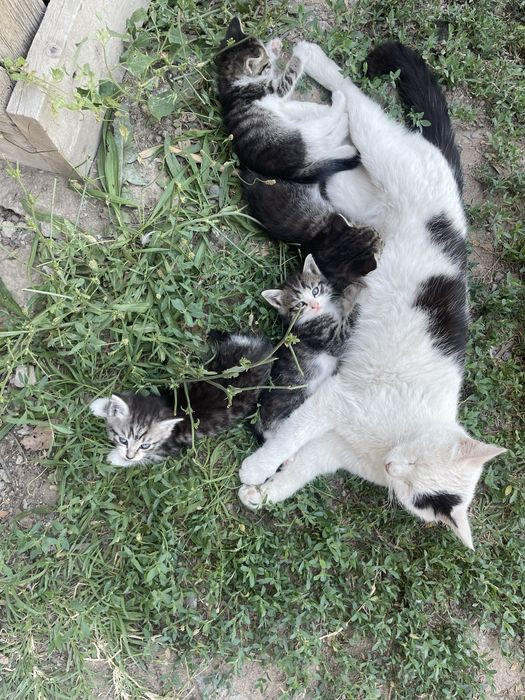 Отдам котят в хорошие руки