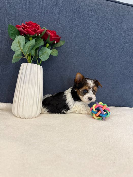 Бивер йоркширски териер