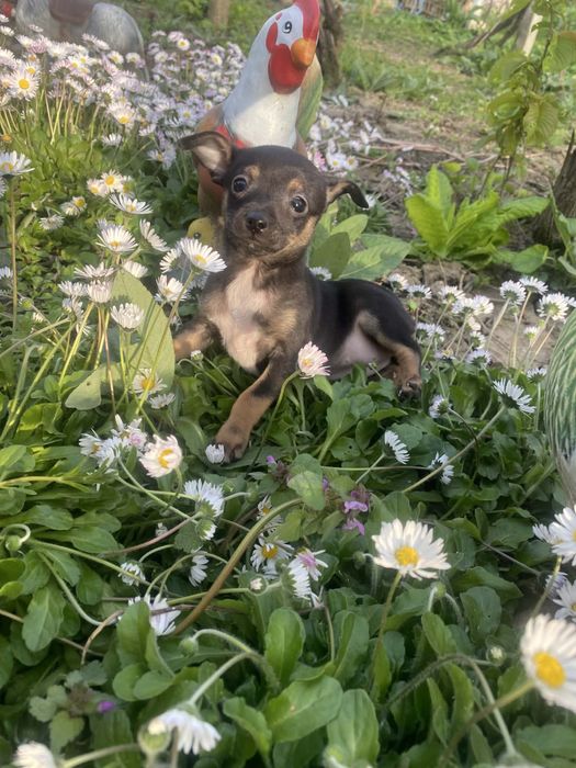 Мини женски пинчер