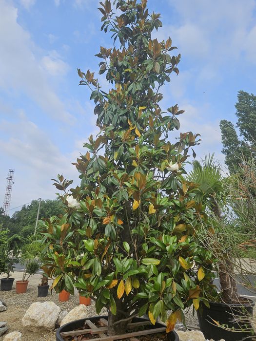 Mesteacan  betula pendula copaci