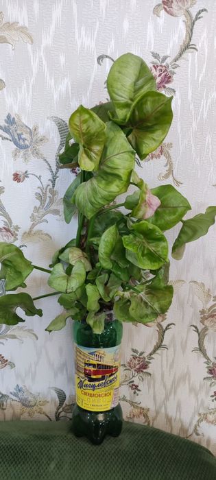 Сингониумы разных сортов