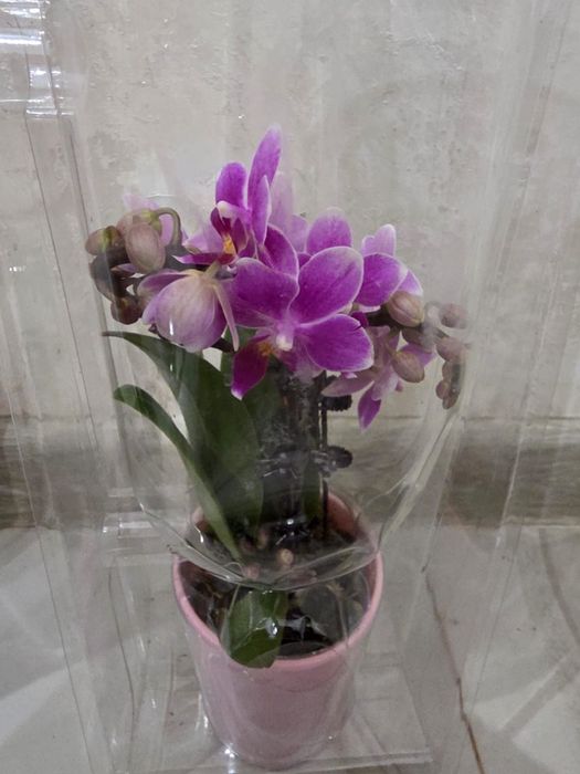 Комнатные  цветы орхидеи, антуриум, шефлера