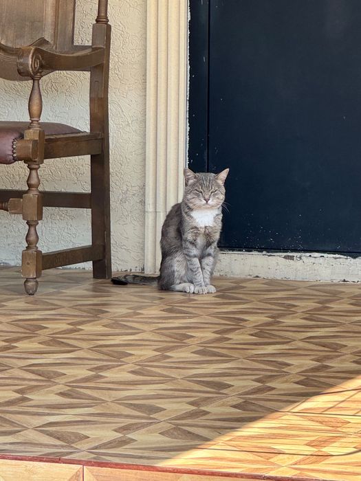 Найден кот серого окраса, домашний