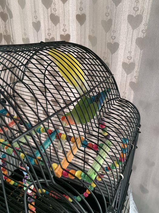 попугаи не разлучники продам