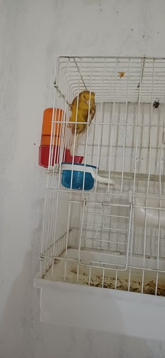 Канарйка породистая