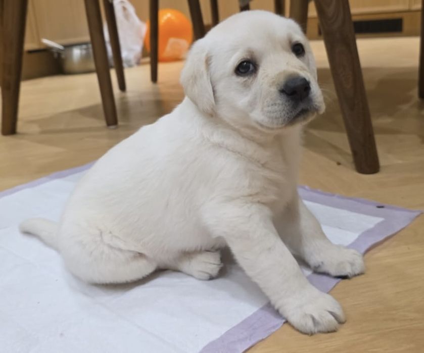 Лабрадор золотистый ретривер