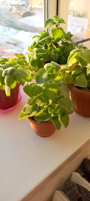 Цветы мяты в горшках