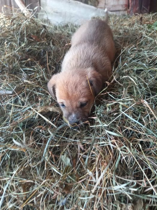 Donez caței foarte frumosi