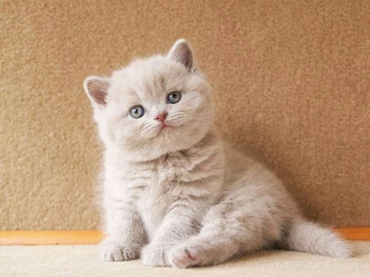 Продам британских котят