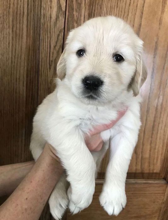 Golden Retriver