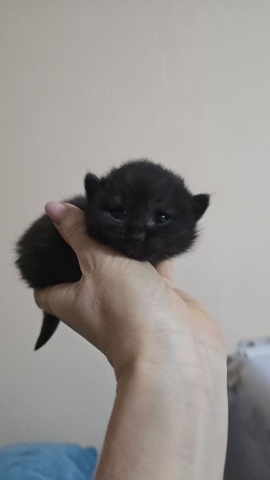 Котята в заботливые руки