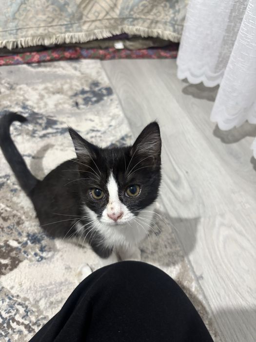 Отдаю котенка в добрые руки