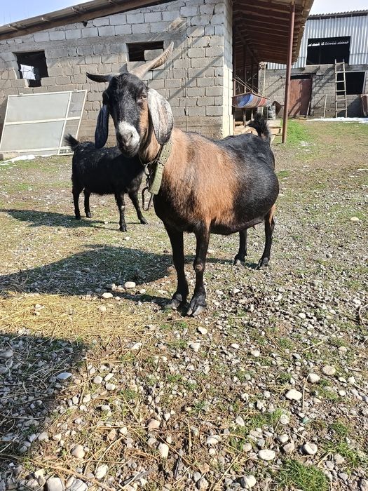 Срочно Продам козлика