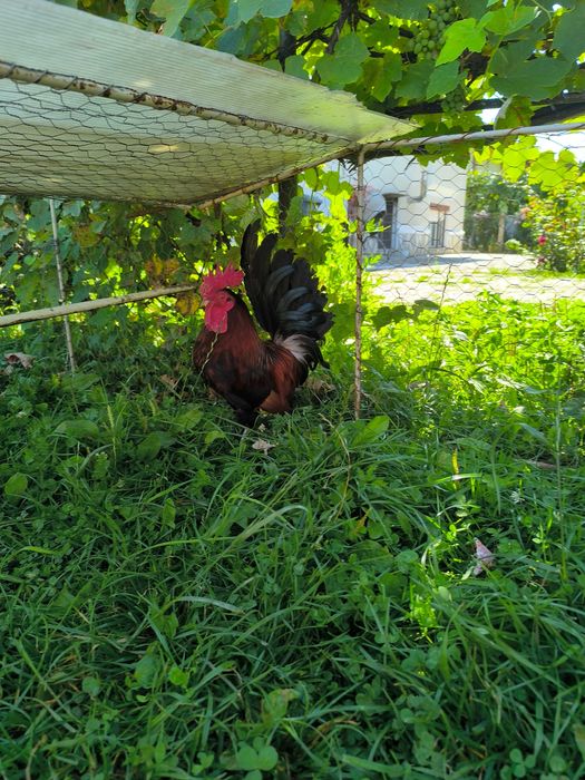 Cocoș de vânzare