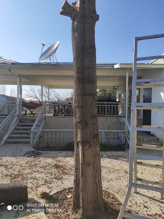 Павлония длина 3 и 2метра. Диаметр 0.60