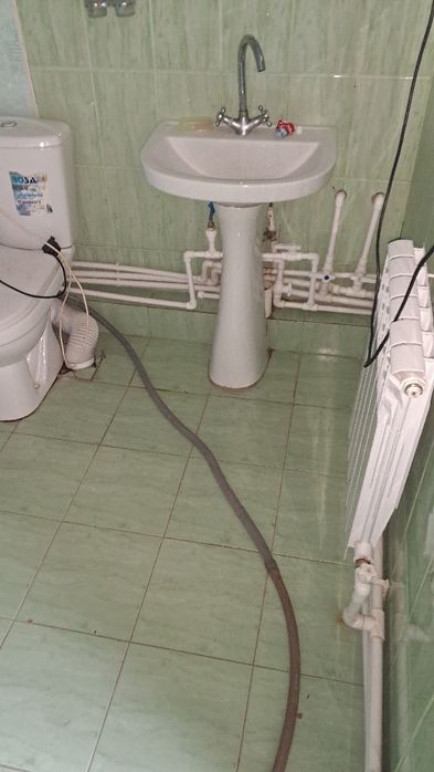 Раковина тюлпан.