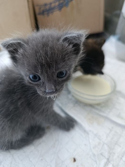 Пристраиваю котят