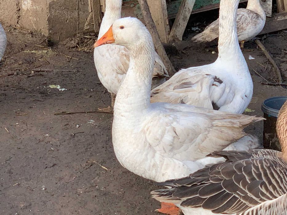 Gâscani de vanzare