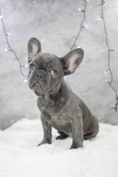 bulldog francez blue baietel