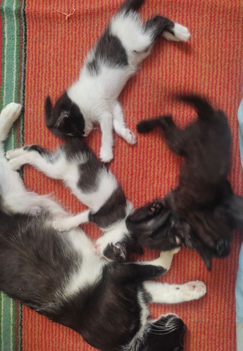 Sotiladi srocha nomerga tgdan yozila