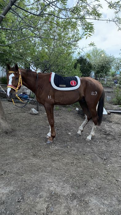 Айғыр сатылады,жеребец продам