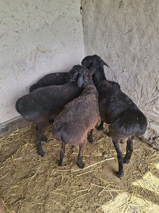 Qazoqi qoʻchqorlar narhiga kelishamiz.