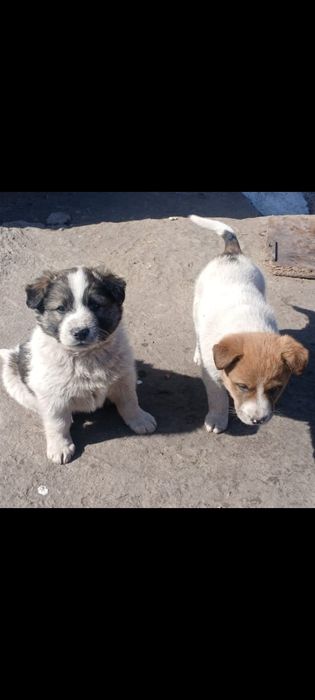 Не меня ли ты ищешь?