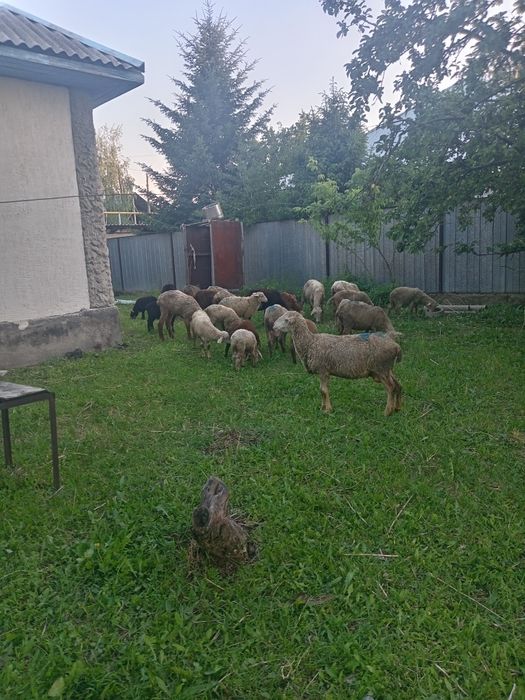 Продам баран с ягненком