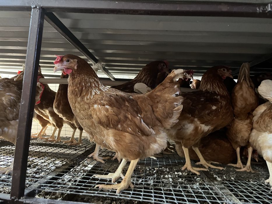 Молодые куры несушки Ломан Браун