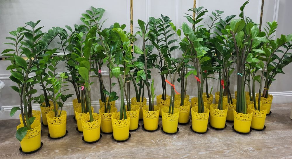 Продам комнатные растения
Стильн