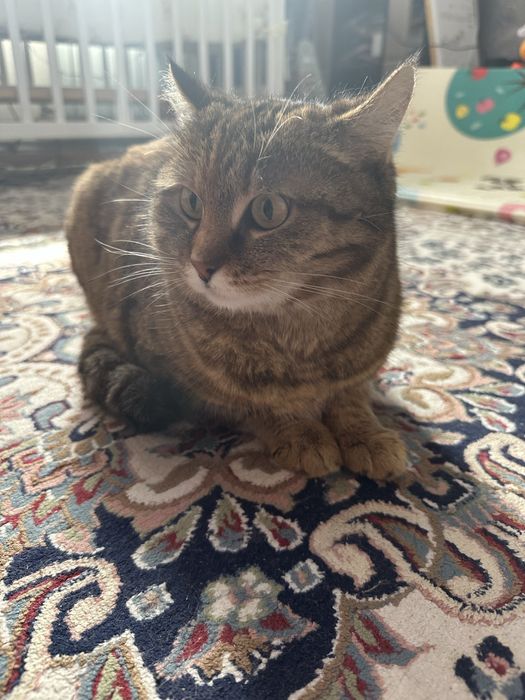 Пропала кошка, очень боится улицу