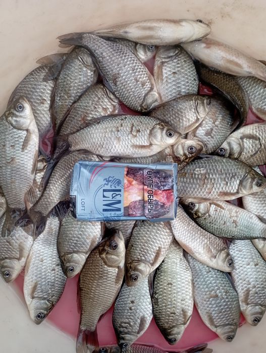 Продаются карасики-живцы
