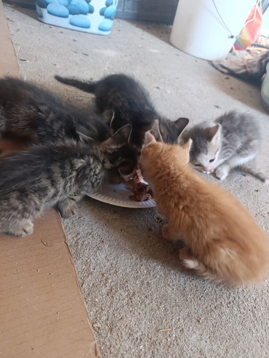 ПОДАРЯВАМ 6 котенца