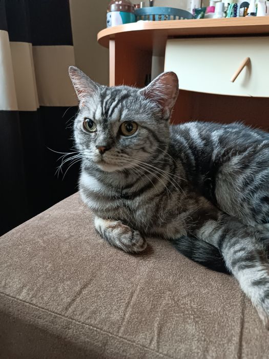 Отдам кота в добрые руки с лотком и переноской