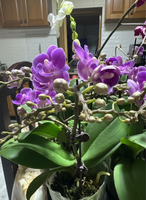 Орхидеи 8 сортов цветущие