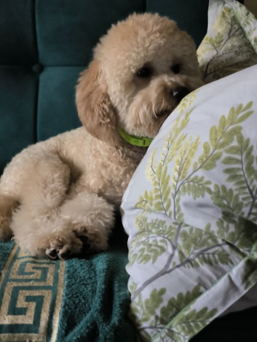 Вязка пуделя 1год 5 месяцев