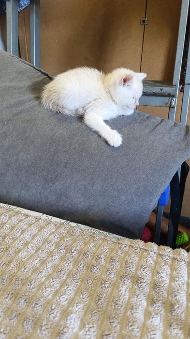 Шотландский кот прямоухий