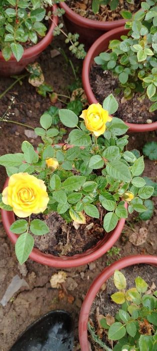 Xar hil turdagi Atirgullar Pulyush gullari