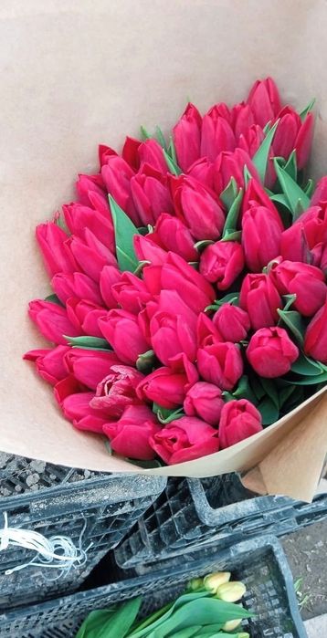 Премиальные тюльпаны